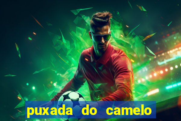 puxada do camelo jogo do bicho